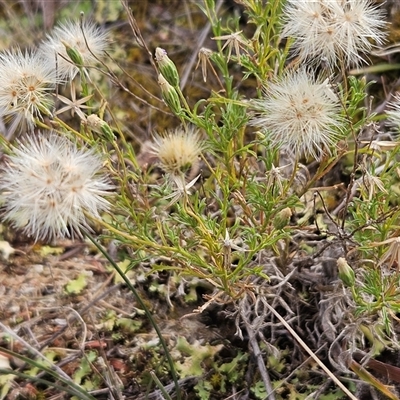 Vittadinia muelleri (Narrow-leafed New Holland Daisy) at Hawker, ACT - 11 Mar 2025 by sangio7