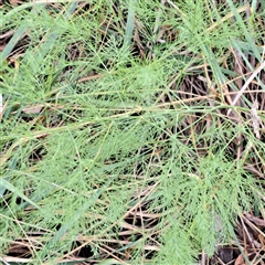 Asparagus officinalis (Asparagus) at Hackett, ACT - 12 Mar 2025 by abread111