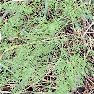 Asparagus officinalis at Hackett, ACT - Yesterday by abread111