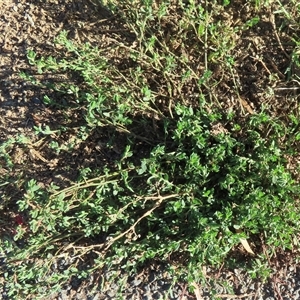 Unidentified Other Wildflower or Herb at Wagga Wagga, NSW - Today by RobParnell