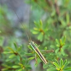 Conocephalus semivittatus (Meadow katydid) at Bungendore, NSW - 12 Mar 2025 by clarehoneydove