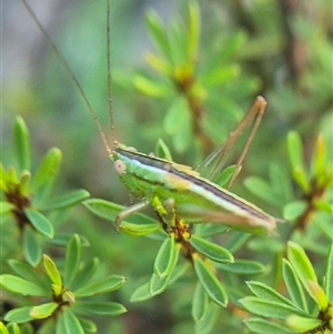 Conocephalus semivittatus at Bungendore, NSW - 12 Mar 2025 07:08 PM