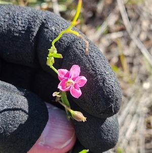 Convolvulus angustissimus subsp. angustissimus at Whitlam, ACT - 11 Mar 2025 10:18 AM