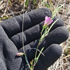 Convolvulus angustissimus subsp. angustissimus at Whitlam, ACT - 11 Mar 2025 10:18 AM