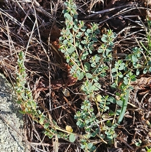 Euphorbia dallachyana at Whitlam, ACT - 11 Mar 2025 10:19 AM