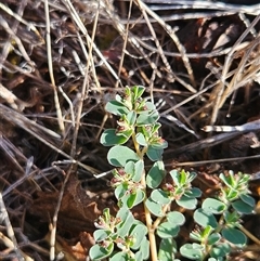 Euphorbia dallachyana at Whitlam, ACT - 11 Mar 2025 10:19 AM