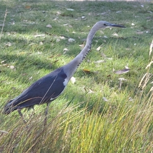 Ardea pacifica (White-necked Heron) at Thredbo, NSW - 26 Feb 2025 by Pirom