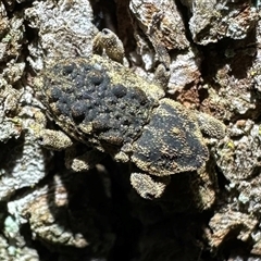 Unidentified Weevil (Curculionoidea) at Depot Beach, NSW - 19 Feb 2025 by Pirom