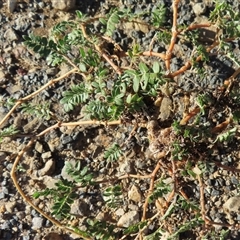 Tribulus terrestris (Caltrop, Cat-head) at Wagga Wagga, NSW - Yesterday by RobParnell