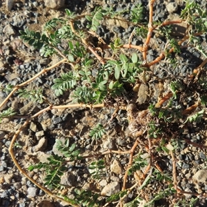 Tribulus terrestris at Wagga Wagga, NSW - 12 Mar 2025 05:32 PM