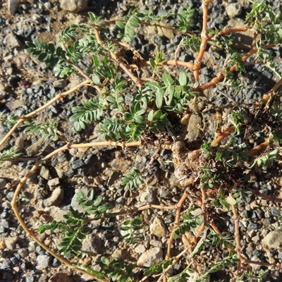 Tribulus terrestris (Caltrop, Cat-head) at Wagga Wagga, NSW - 12 Mar 2025 by RobParnell