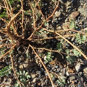 Tribulus terrestris at Wagga Wagga, NSW - 12 Mar 2025 05:32 PM