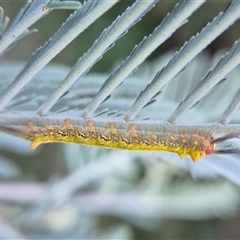 Nataxa flavescens (Nataxa Moth) at Bungendore, NSW by clarehoneydove