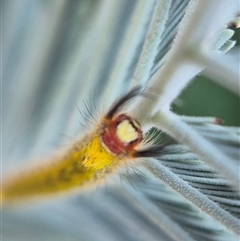 Nataxa flavescens at Bungendore, NSW - suppressed