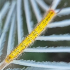 Nataxa flavescens at Bungendore, NSW - suppressed