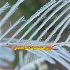 Nataxa flavescens at Bungendore, NSW - suppressed