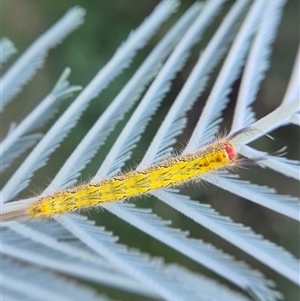 Nataxa flavescens at Bungendore, NSW - suppressed