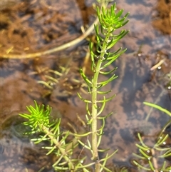 Myriophyllum variifolium (Varied Water-milfoil) at Monga, NSW - Today by JaneR