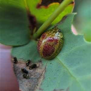 Paropsisterna fastidiosa at Bungendore, NSW - Today by clarehoneydove