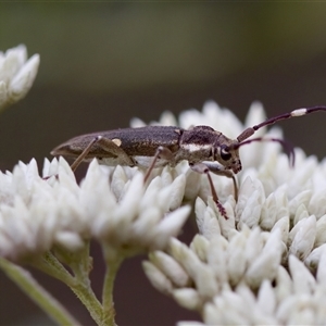 Pempsamacra pygmaea at Cotter River, ACT - 23 Nov 2024 by KorinneM