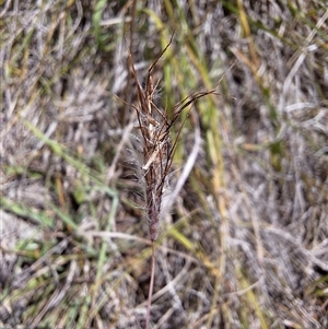 Dichanthium sericeum at Nimmitabel, NSW - Today by forest17178