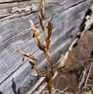 Sorghum leiocladum at Nimmitabel, NSW - Today by forest17178