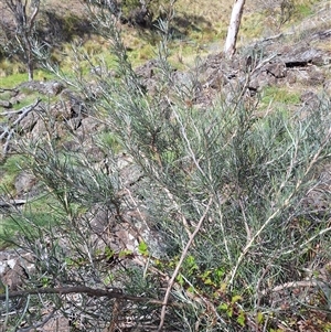 Olearia rosmarinifolia at Nimmitabel, NSW - Today by forest17178