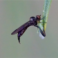 Hybos sp. at Cotter River, ACT - 23 Nov 2024 by KorinneM