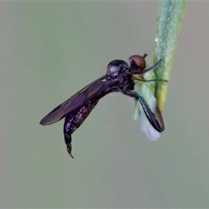 Empidoidea (superfamily) at Cotter River, ACT - 23 Nov 2024 by KorinneM