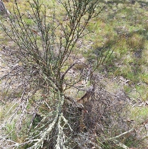 Discaria pubescens at Nimmitabel, NSW - Today by forest17178