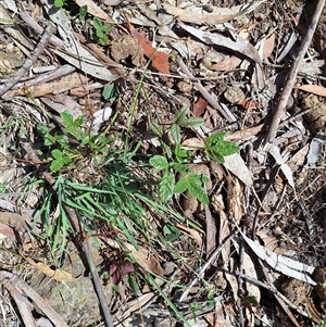 Cullen microcephalum at Nimmitabel, NSW - Today by forest17178