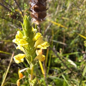 Euphrasia scabra at suppressed - suppressed