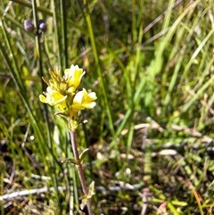 Euphrasia scabra at suppressed - suppressed