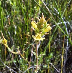 Euphrasia scabra at suppressed - suppressed