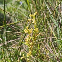 Euphrasia scabra at suppressed - suppressed