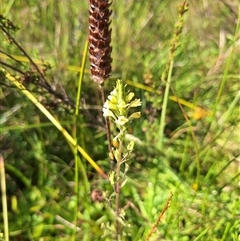 Euphrasia scabra at suppressed - suppressed
