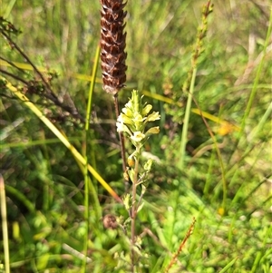 Euphrasia scabra at suppressed - suppressed