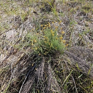 Chrysocephalum semipapposum (Clustered Everlasting) at Hawker, ACT - Yesterday by sangio7