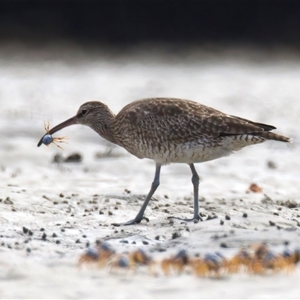 Numenius phaeopus (Whimbrel) at Mossy Point, NSW - 11 Mar 2025 by jb2602