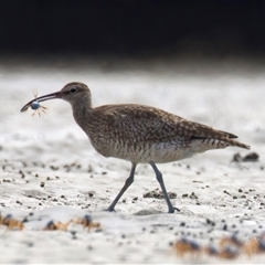 Numenius phaeopus at Mossy Point, NSW - 11 Mar 2025 01:34 PM