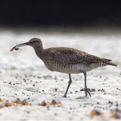 Numenius phaeopus at Mossy Point, NSW - 11 Mar 2025 01:34 PM