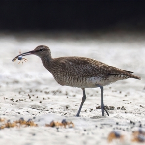 Numenius phaeopus at Mossy Point, NSW - 11 Mar 2025 01:34 PM
