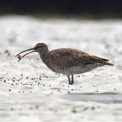 Numenius phaeopus at Mossy Point, NSW - 11 Mar 2025 01:34 PM