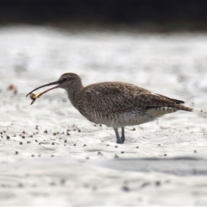 Numenius phaeopus at Mossy Point, NSW - 11 Mar 2025 01:34 PM