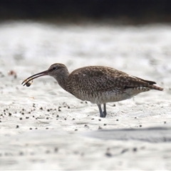 Numenius phaeopus at Mossy Point, NSW - 11 Mar 2025 01:34 PM