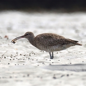 Numenius phaeopus at Mossy Point, NSW - 11 Mar 2025 01:34 PM