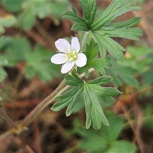 Geranium solanderi var. solanderi at Hawker, ACT - Yesterday by sangio7