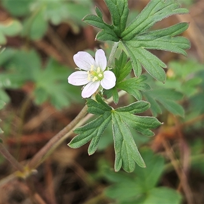 Geranium solanderi var. solanderi at Hawker, ACT - 11 Mar 2025 by sangio7