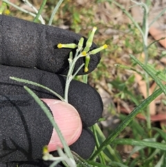 Senecio quadridentatus (Cotton Fireweed) at Whitlam, ACT - 11 Mar 2025 by sangio7