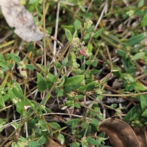 Einadia nutans subsp. nutans (Climbing Saltbush) at Whitlam, ACT - Yesterday by sangio7